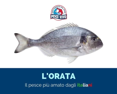 Orata, il pesce più amato dagli italiani