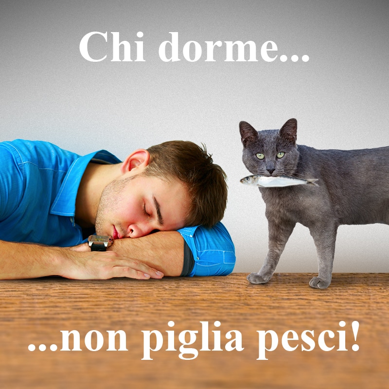 Chi dorme non piglia pesci Pescheria Pesce Vivo
